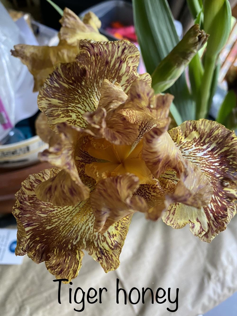 Photo of Tall Bearded Iris (Iris 'Tiger Honey') uploaded by Jenabaumli