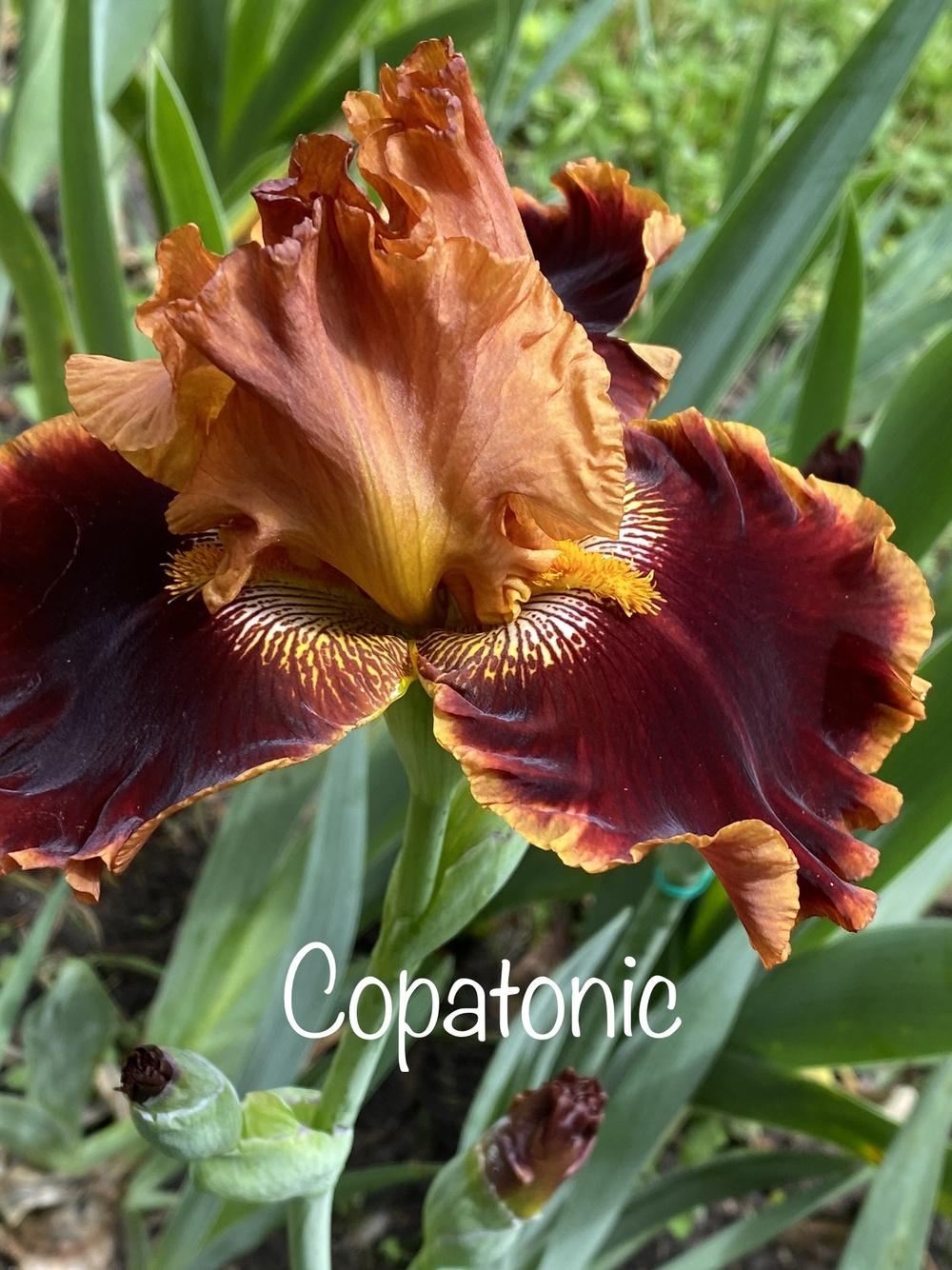 Photo of Tall Bearded Iris (Iris 'Copatonic') uploaded by Jenabaumli