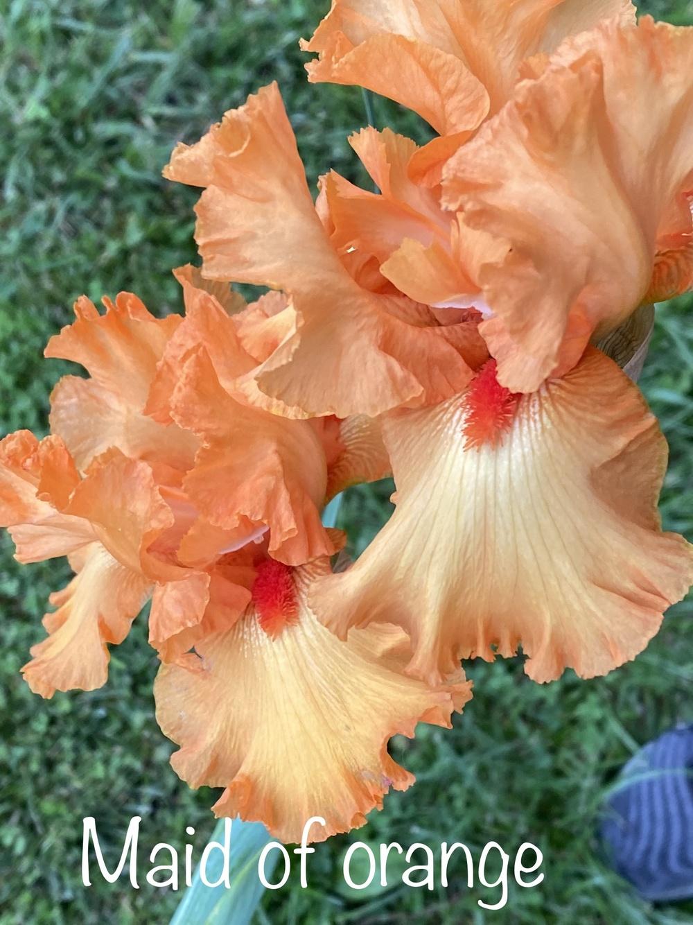 Photo of Border Bearded Iris (Iris 'Maid of Orange') uploaded by Jenabaumli