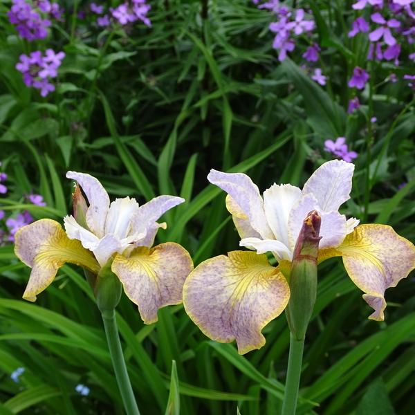 Photo of Siberian Iris (Iris 'Colours of Ostrava') uploaded by Orsola