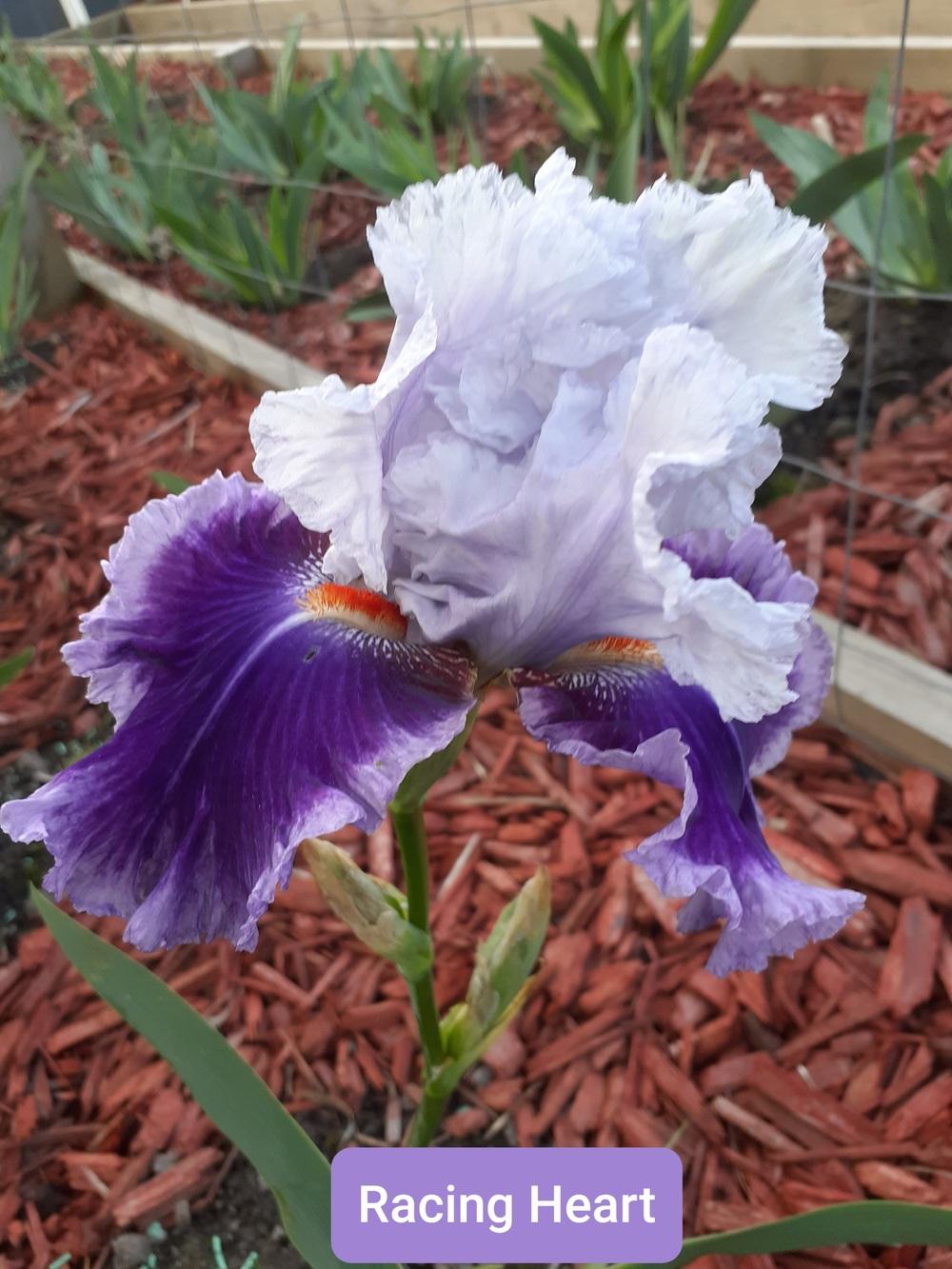 Photo of Tall Bearded Iris (Iris 'Racing Heart') uploaded by PaulaHocking