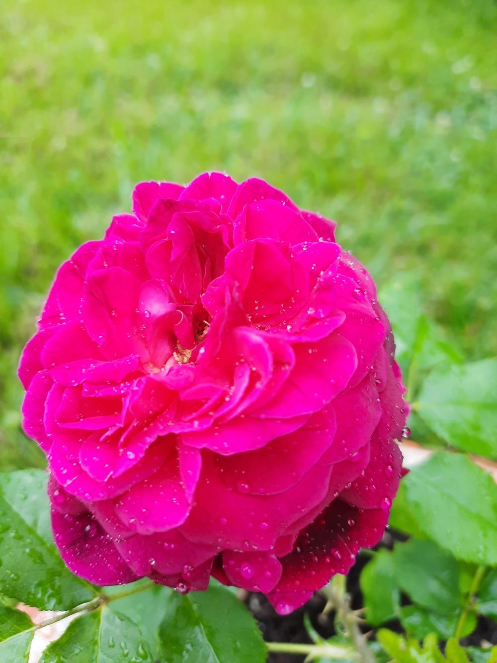 Photo of English Shrub Rose (Rosa 'Munstead Wood') uploaded by ShawnSteve