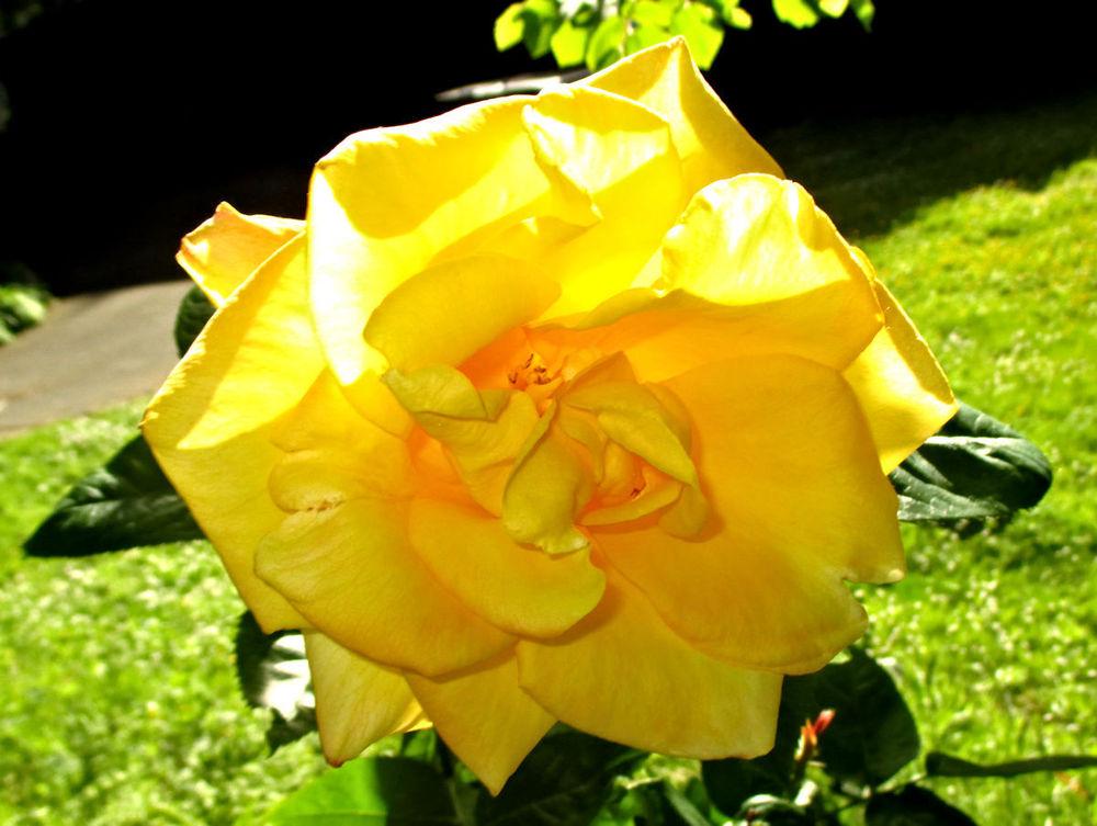 Photo of Rose (Rosa 'Gold Medal') uploaded by Strever