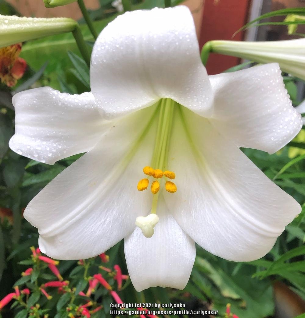 Photo of Lily (Lilium longiflorum) uploaded by carlysuko