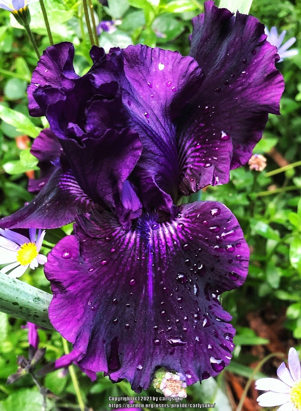 Photo of Tall Bearded Iris (Iris 'Ozark Rebounder') uploaded by carlysuko
