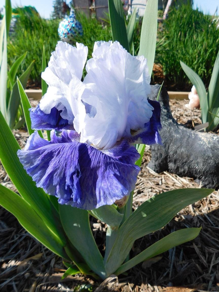 Photo of Tall Bearded Iris (Iris 'Snow Melt') uploaded by gardenglassgems