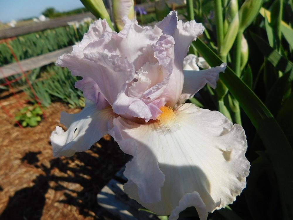 Photo of Tall Bearded Iris (Iris 'Frosting') uploaded by gardenglassgems