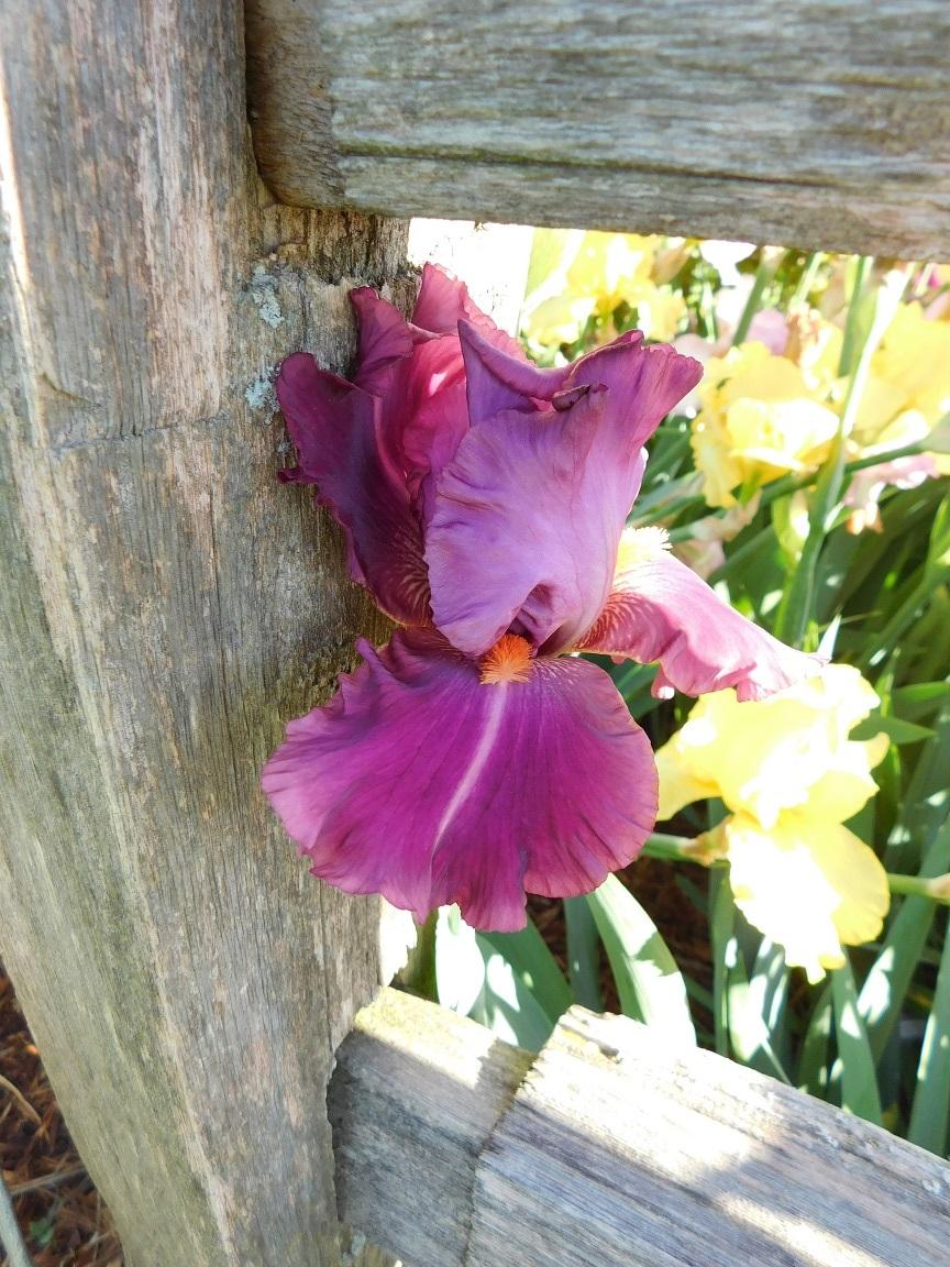 Photo of Tall Bearded Iris (Iris 'Splash of Raspberry') uploaded by gardenglassgems