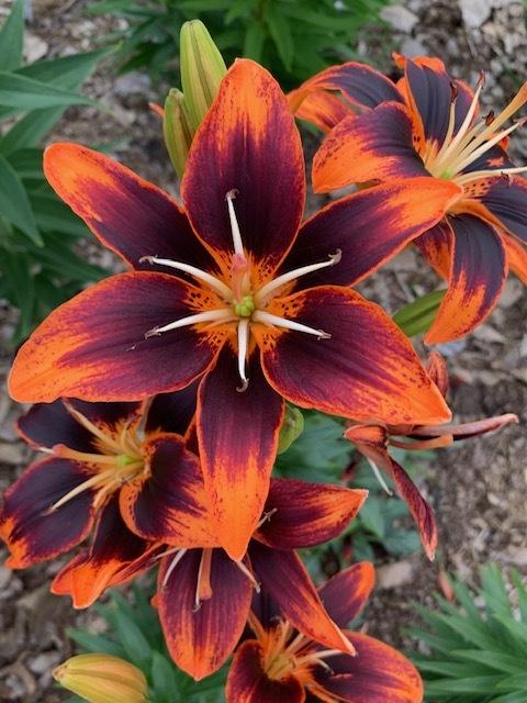 Photo of Asiatic Lily (Lilium 'Forever Susan') uploaded by jkporter