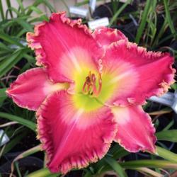 Location: My garden in Bakersfield, CA
Date: 2021-06-10
An exceptionally bright bloom for some reason...