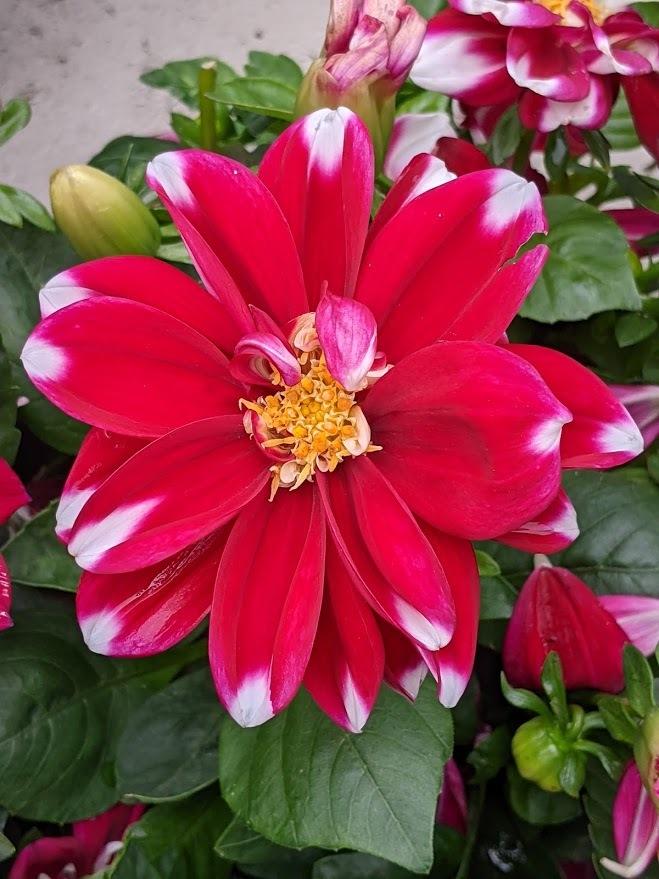 Photo of Dahlia 'Starsister Red and White' uploaded by Joy