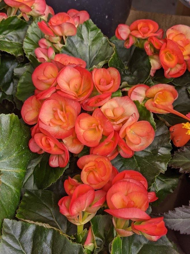 Photo of Begonia (Begonia x hiemalis 'Carneval') uploaded by Joy
