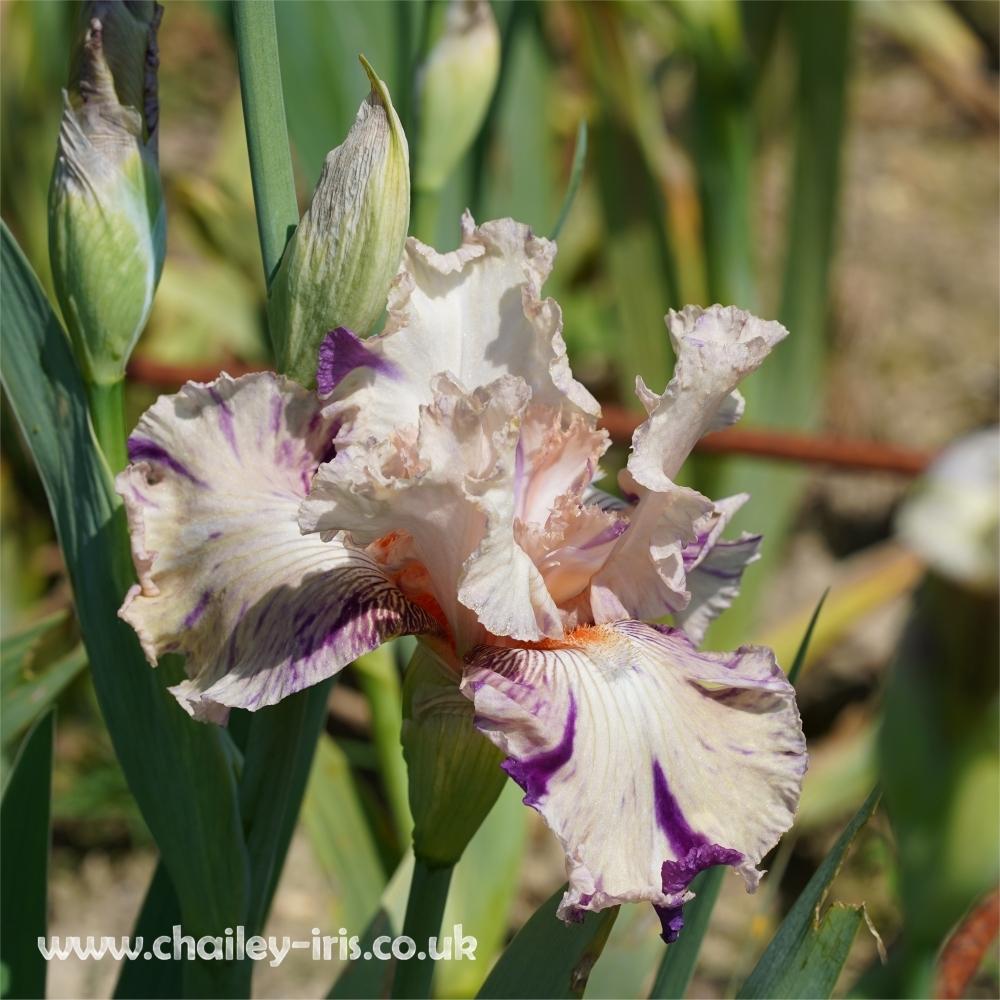 Photo of Tall Bearded Iris (Iris 'Brindled Beauty') uploaded by jeffa
