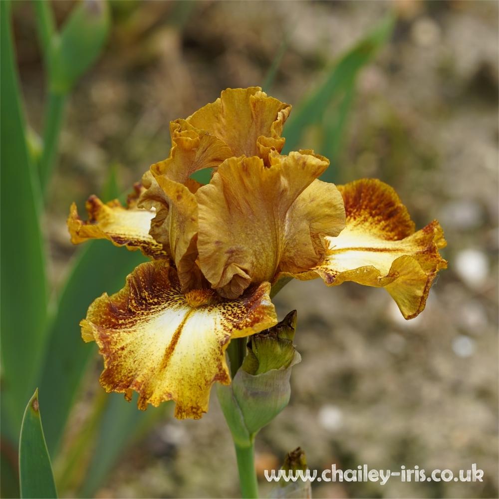 Photo of Intermediate Bearded Iris (Iris 'Antilope') uploaded by jeffa