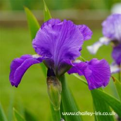 Location: Chailey Iris Garden, Sussex, UK
Date: early June 2021