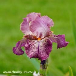 Location: Chailey Iris Garden, Sussex, UK
Date: early June 2021