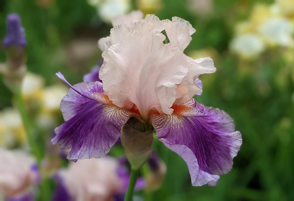 Photo of Tall Bearded Iris (Iris 'Firebeard') uploaded by Artsee1