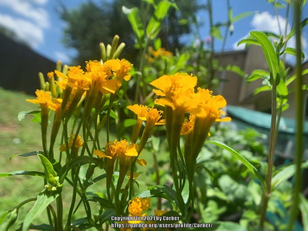 Photo of Mexican Mint Marigold (Tagetes lucida) uploaded by Corber