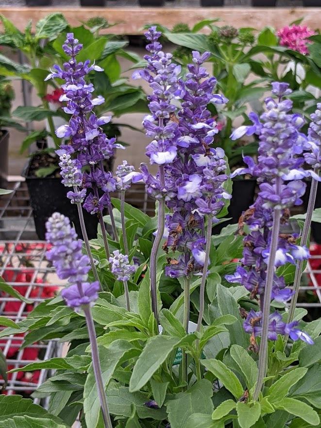 Photo of Mealy Cup Sage (Salvia farinacea Cathedral® Shining Seas) uploaded by Joy