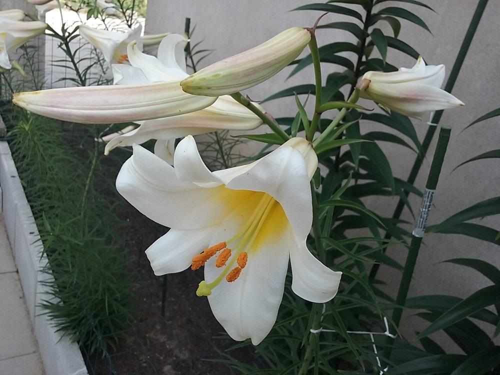 Photo of Regal Lily (Lilium regale) uploaded by Lucius93