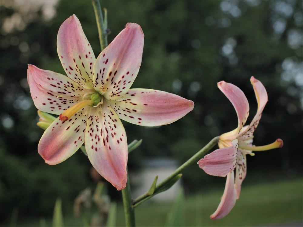 Photo of Lily (Lilium 'Corsage') uploaded by cinvasko