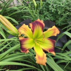 Location: home garden VA
Date: 2021-06-13
First bloom
