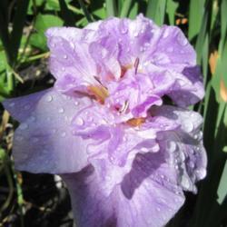 Location: Toronto, Ontario
Date: 2021-06-11
Siberian Iris (Iris 'Longfields Pink Parfait').