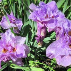 Location: Toronto, Ontario
Date: 2021-06-11
Siberian Iris (Iris 'Longfields Pink Parfait').