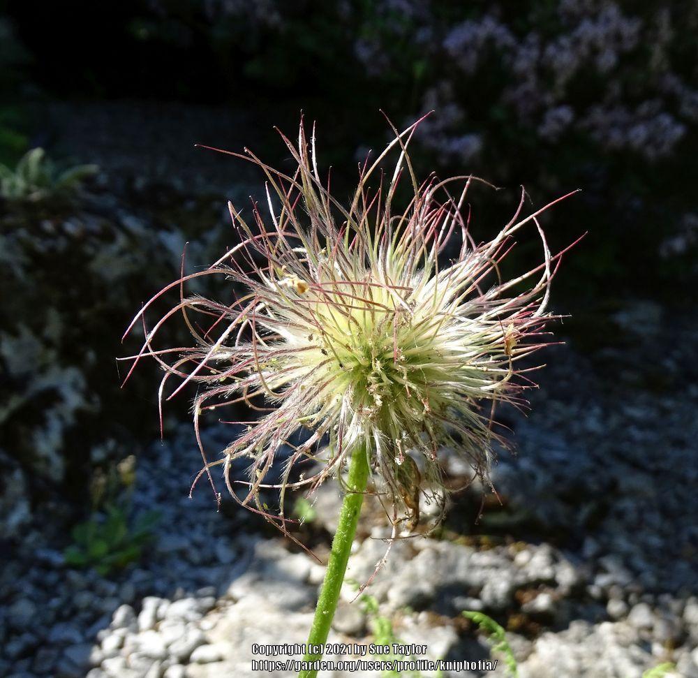 Photo of Pasque Flower (Pulsatilla vulgaris 'Papageno') uploaded by kniphofia