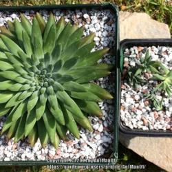 Location: Massachusetts garden
Date: 06-13-2021
New purchase, a form of Orostachys japonica, with young offsets t