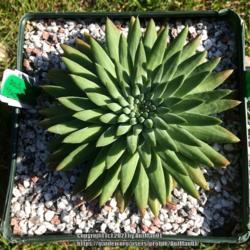 Location: Massachusetts garden
Date: 06-13-2021
New purchase, a form of Orostachys japonica named for Sempervivum