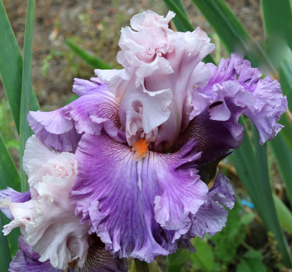 Photo of Tall Bearded Iris (Iris 'Friller') uploaded by MShadow