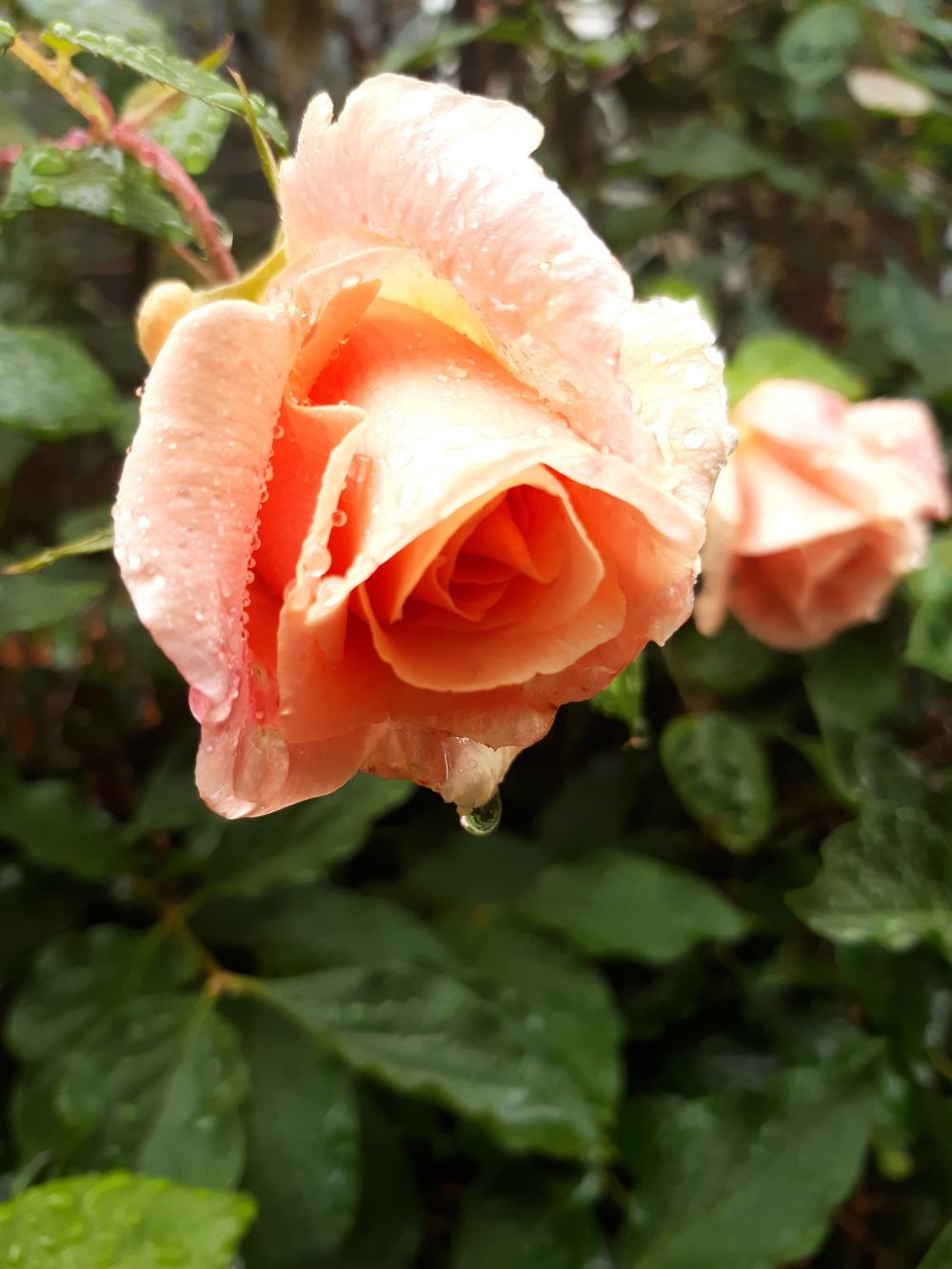 Photo of Rose (Rosa 'Royal Sunset') uploaded by Peterclimb