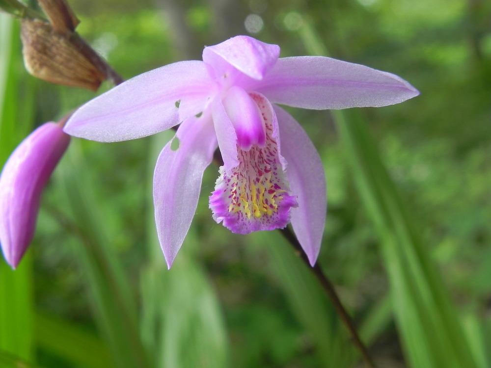 Photo of Hardy Ground Orchid (Bletilla Yokohama 'Kate') uploaded by SL_gardener