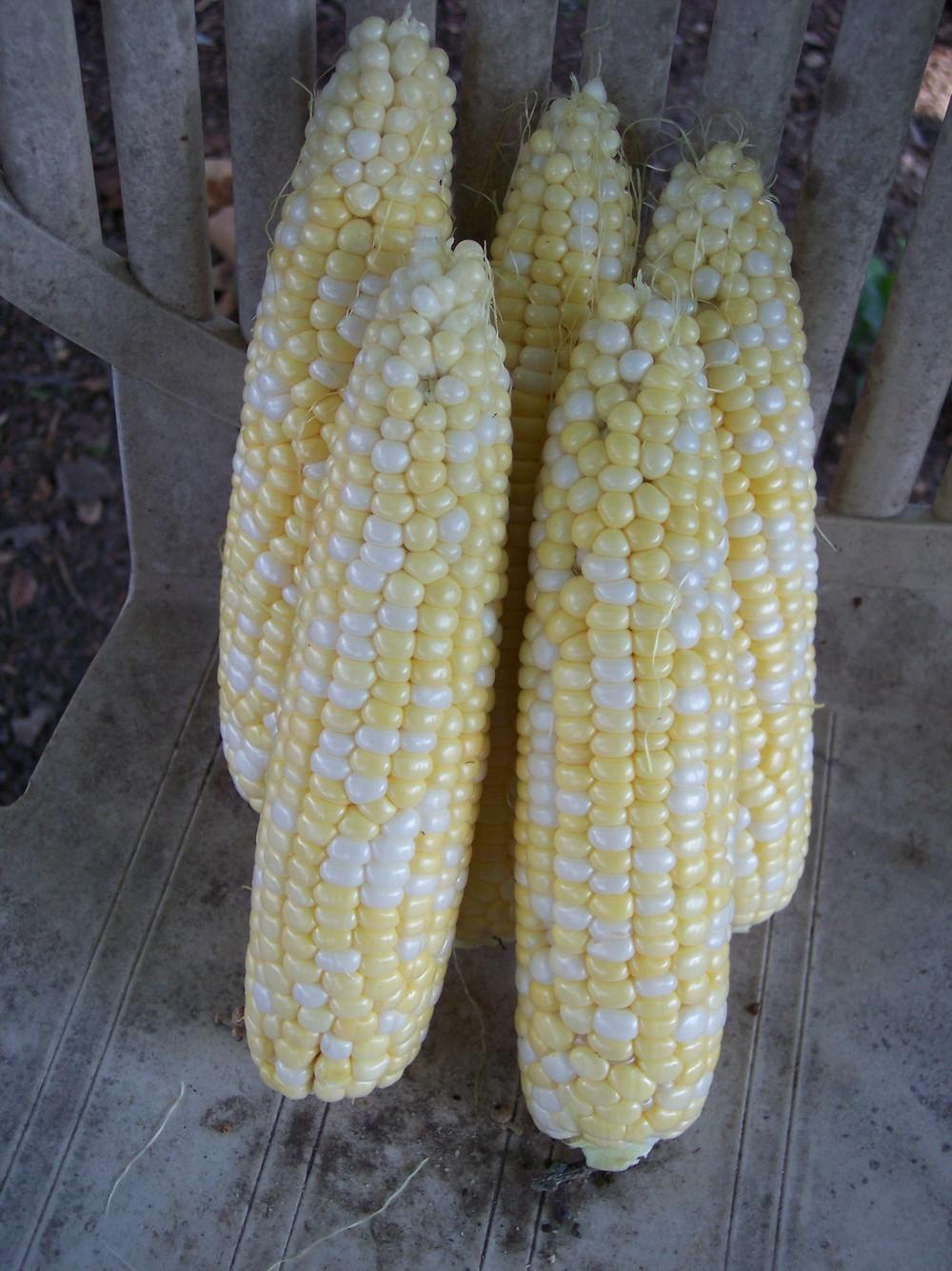 Photo of Triple Sweet Corn (Zea mays 'Alto') uploaded by farmerdill