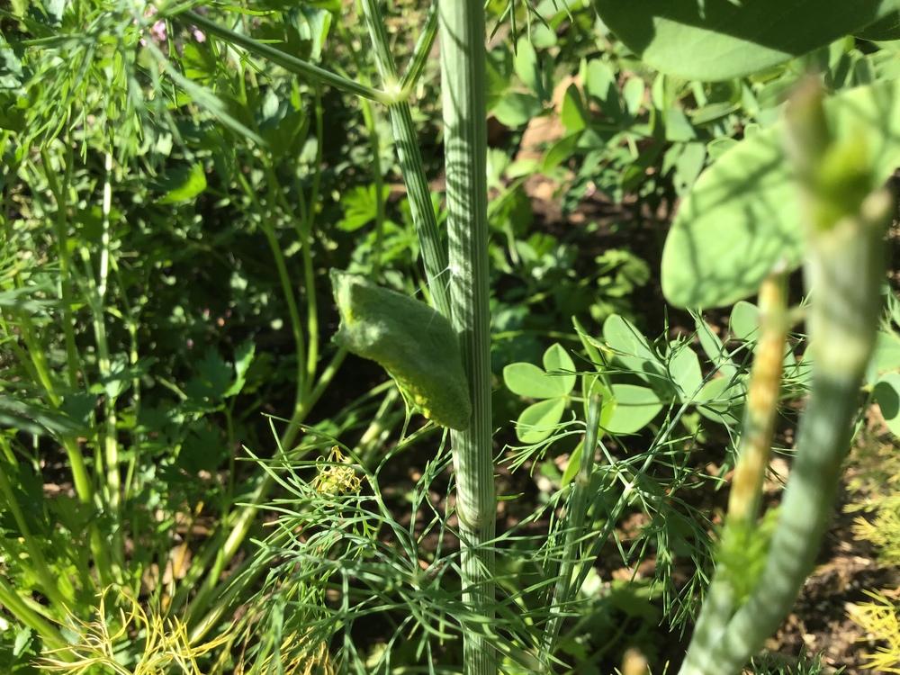 Photo of Dill (Anethum graveolens 'Fernleaf') uploaded by gardenfish