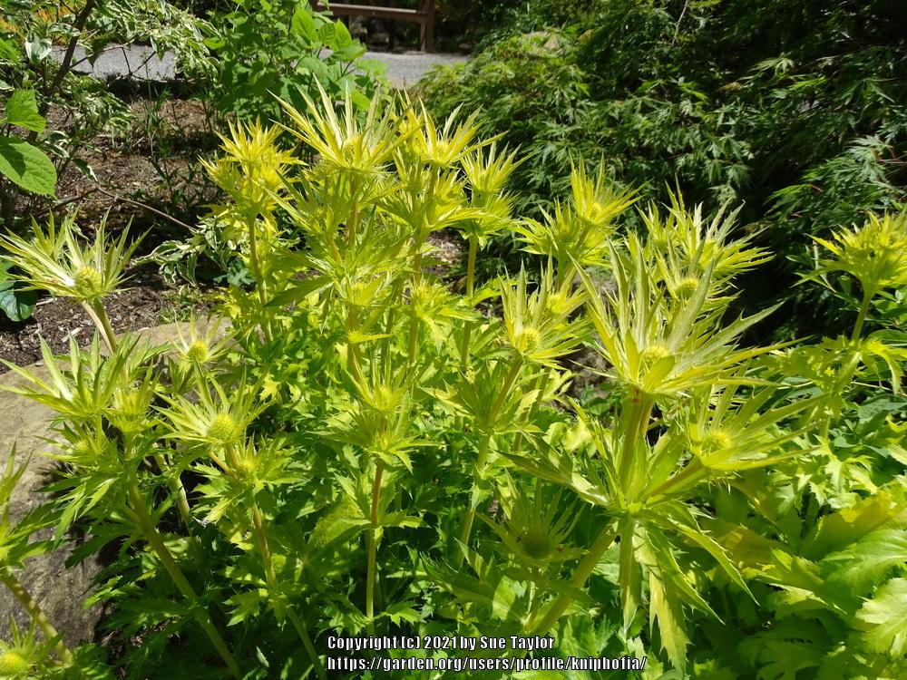 Photo of Sea Holly (Eryngium 'Neptune's Gold') uploaded by kniphofia