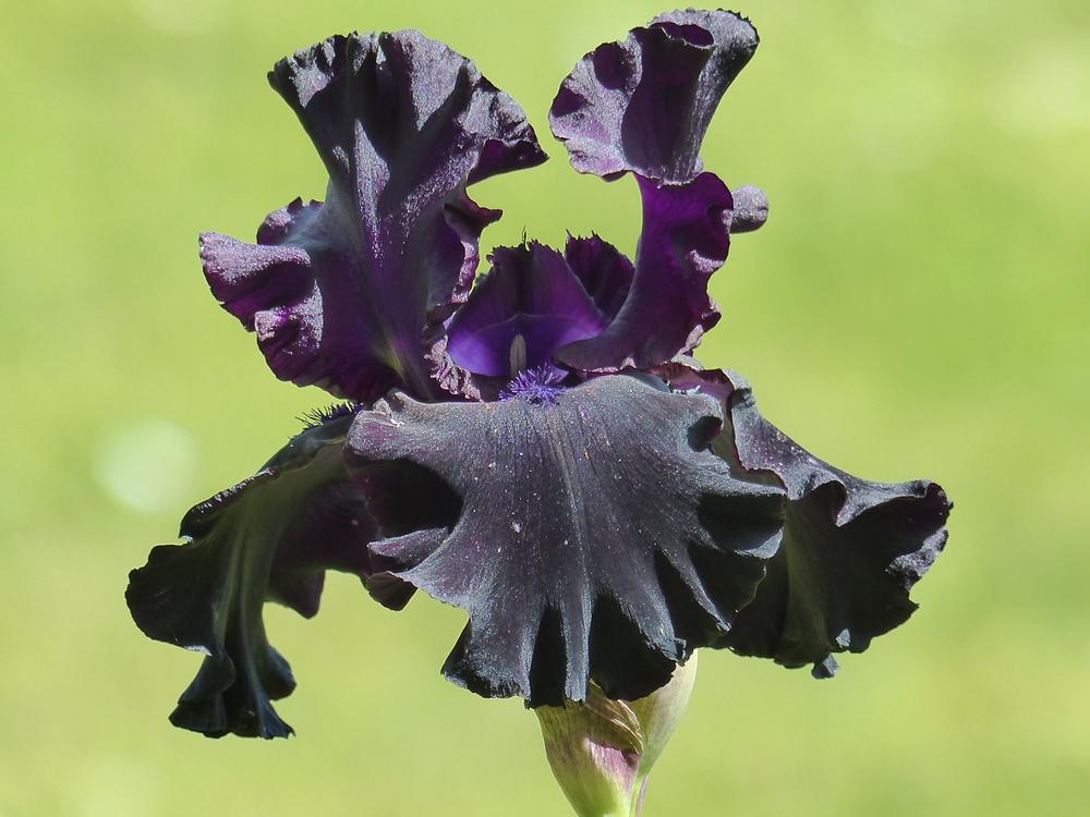 Photo of Tall Bearded Iris (Iris 'Paint It Black') uploaded by mbotanas