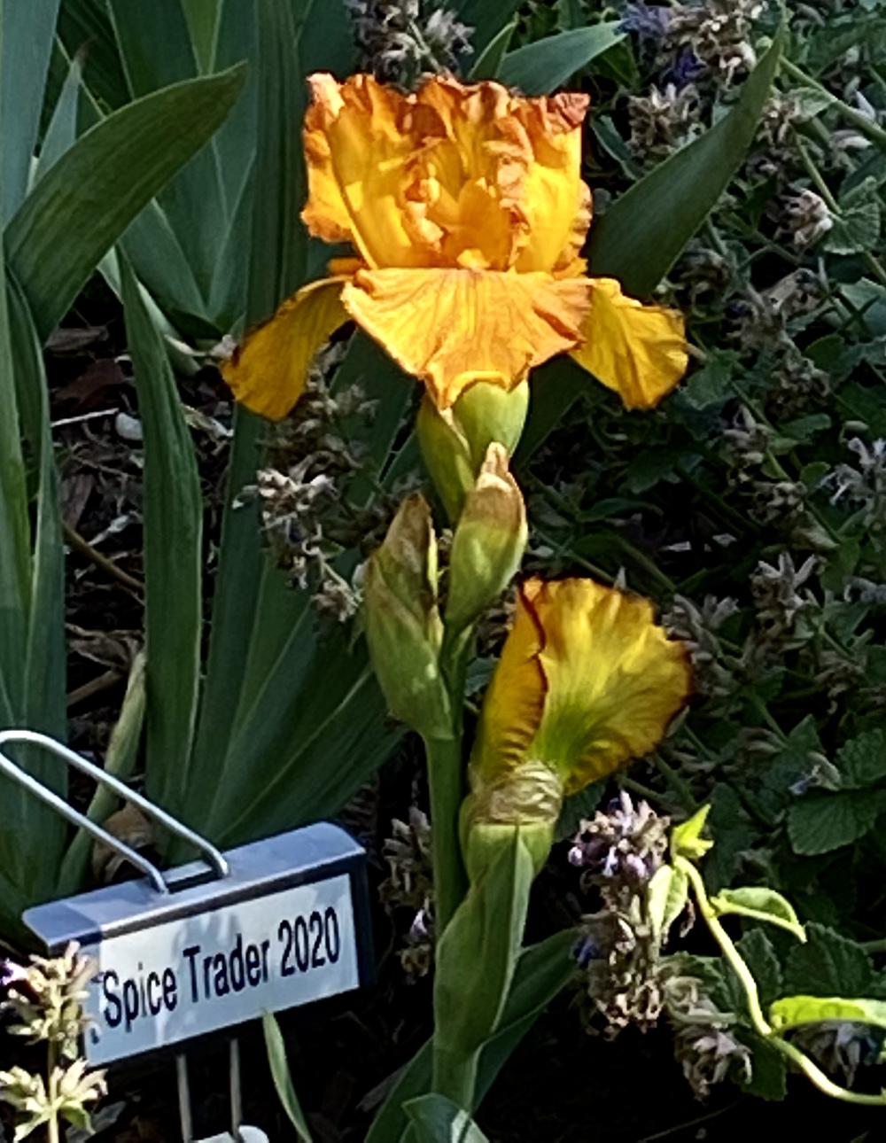 Photo of Tall Bearded Iris (Iris 'Spice Trader') uploaded by ttkc4704