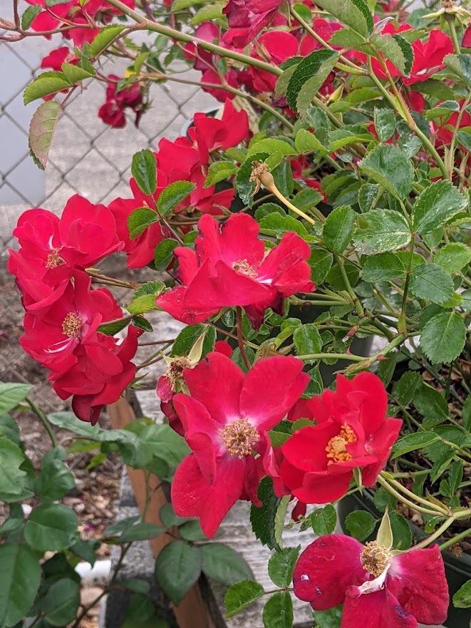 Photo of Rose (Rosa 'Flower Carpet Red') uploaded by Joy
