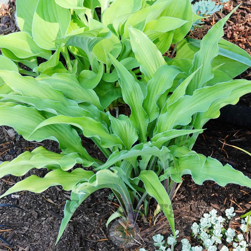 Photo of Hosta 'Curly Fries' uploaded by Patty