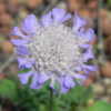 My plant labeled Scabiosa japonica Ritz Blue