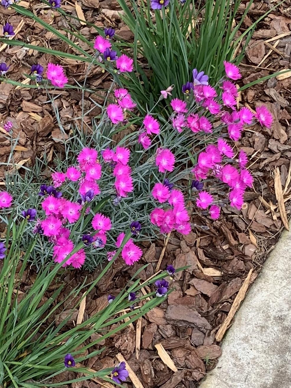 Photo of Cheddar Pink (Dianthus gratianopolitanus 'Feuerhexe') uploaded by Silvana