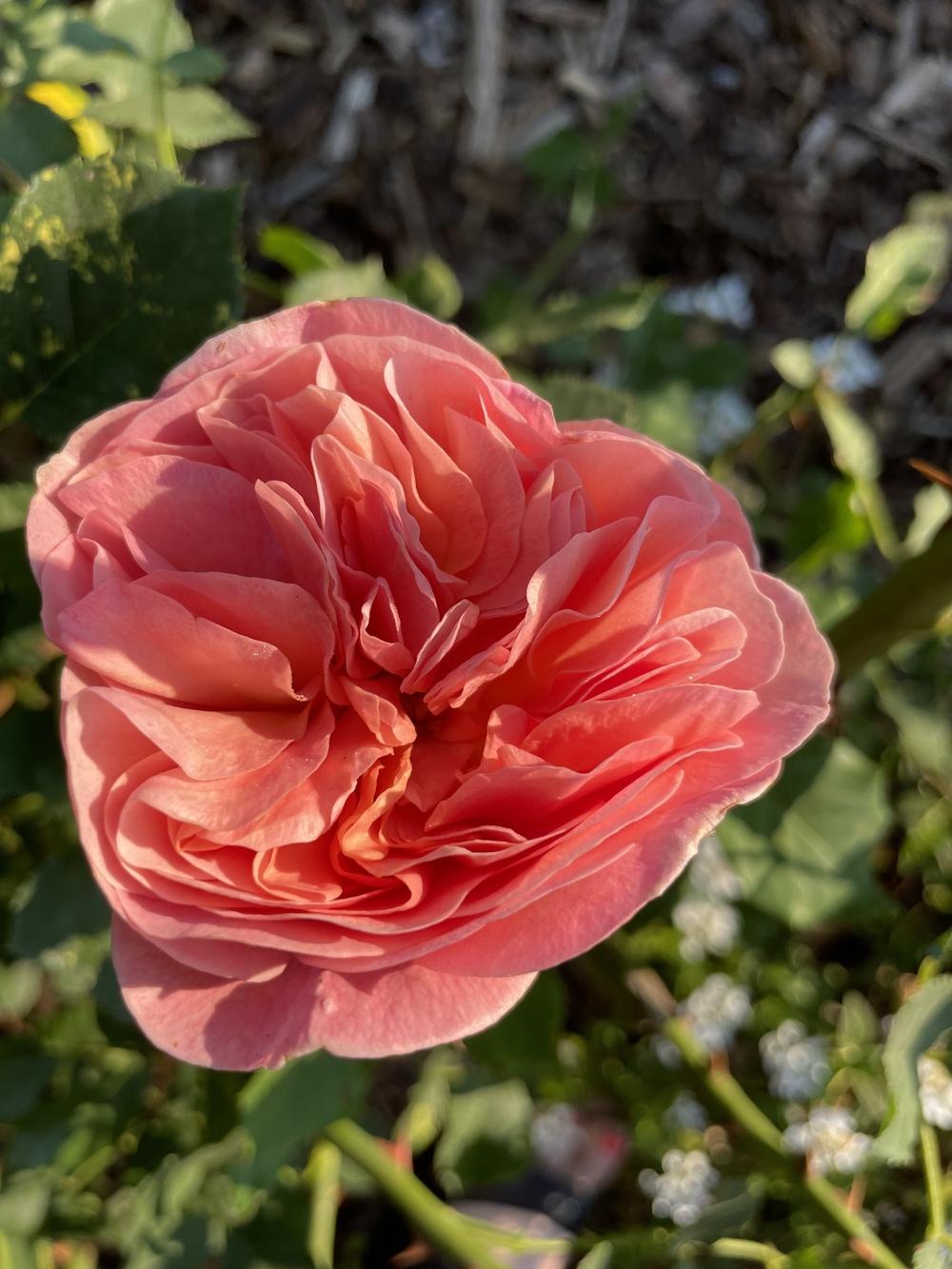Photo of Rose (Rosa 'Boscobel') uploaded by Zoia
