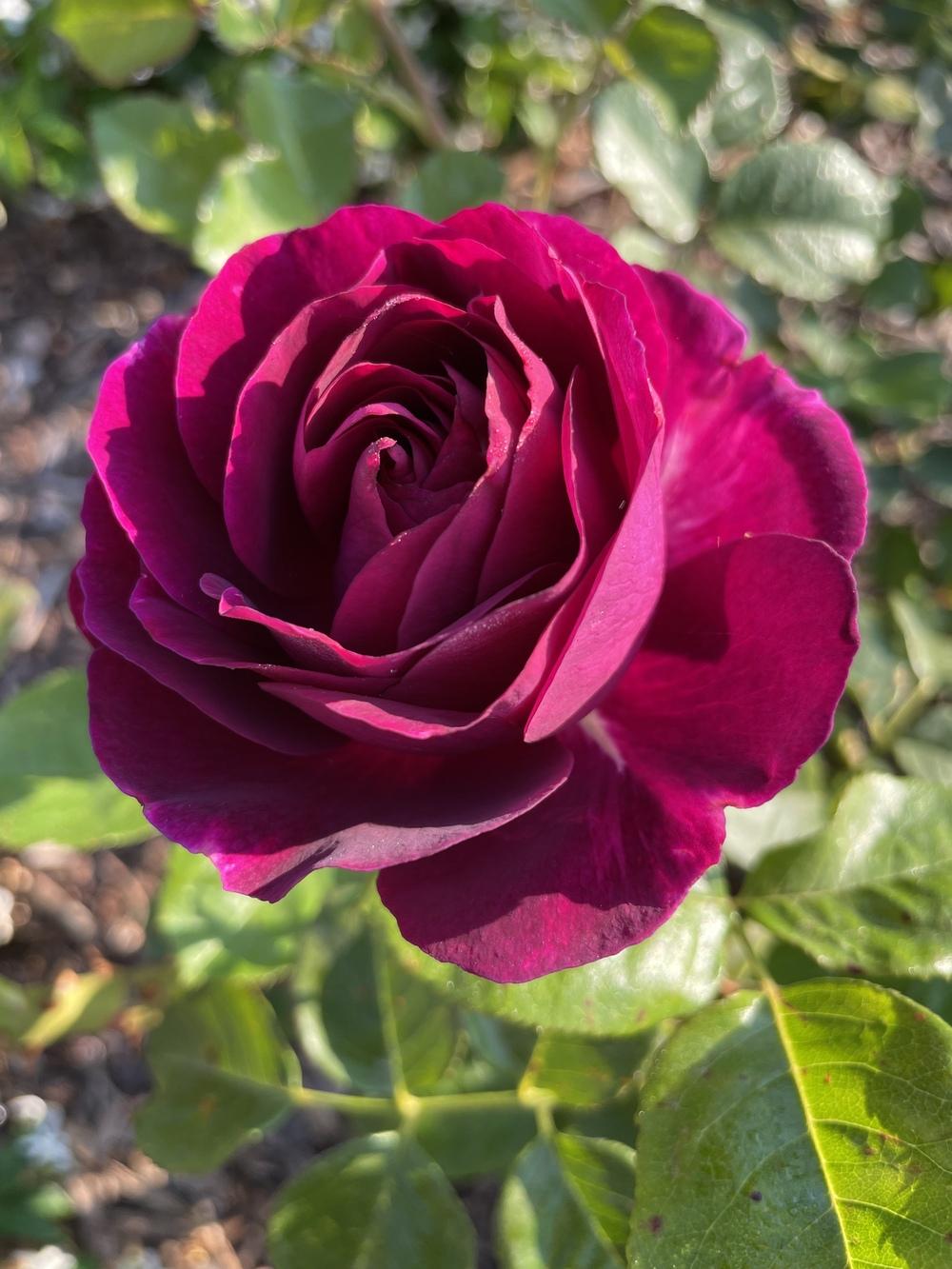 Photo of Rose (Rosa 'Twilight Zone') uploaded by Zoia