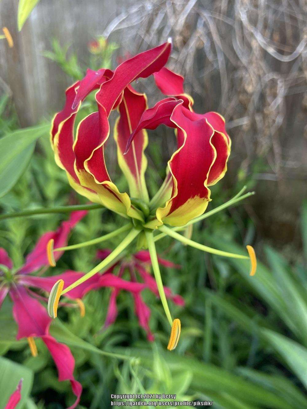 Photo of Flame Lily (Gloriosa) uploaded by piksihk