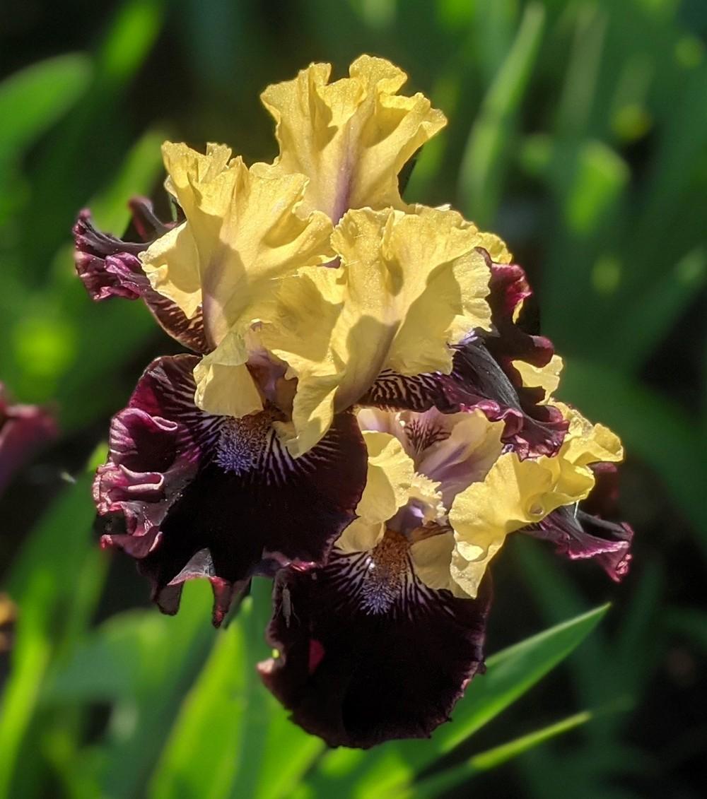 Photo of Intermediate Bearded Iris (Iris 'I'm Wicked') uploaded by Artsee1