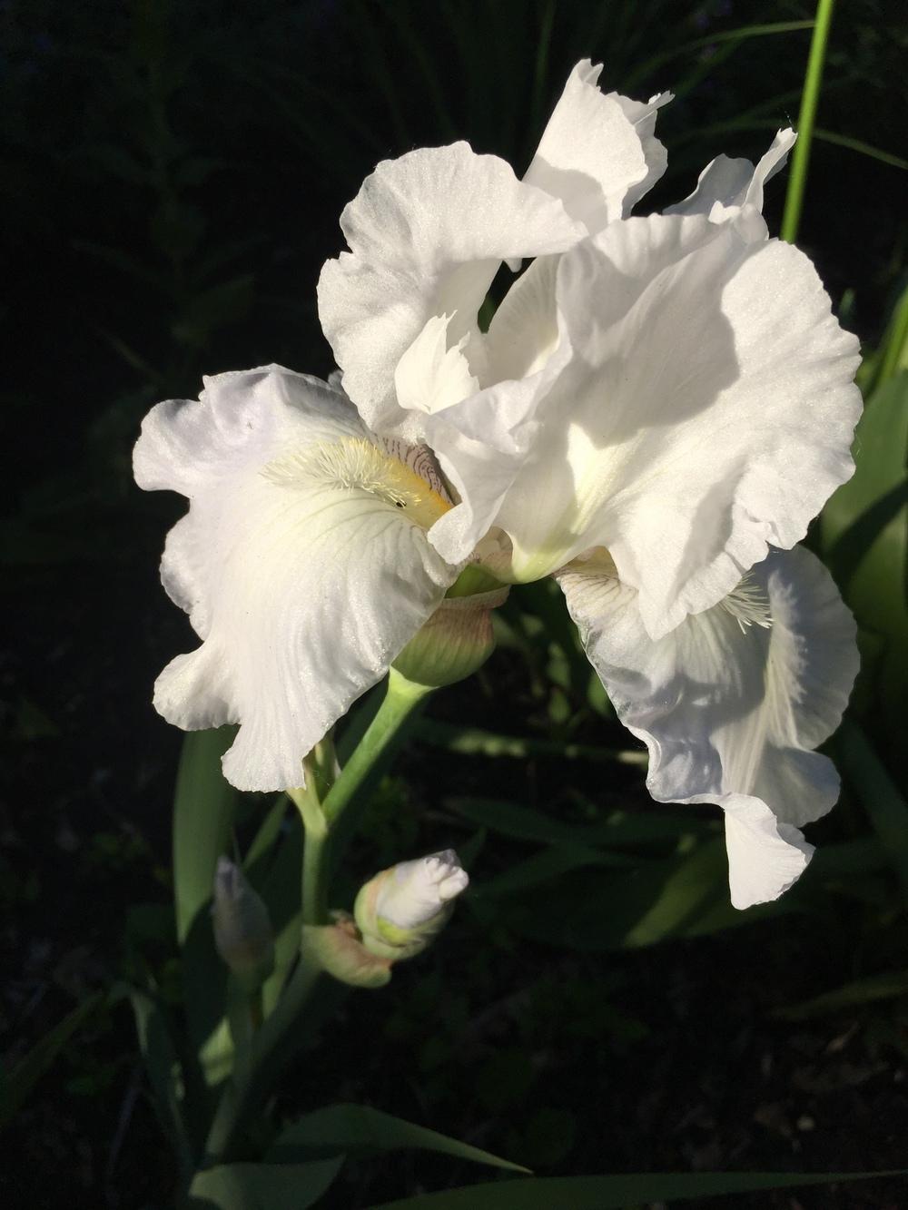 Photo of Tall Bearded Iris (Iris 'Immortality') uploaded by DebbieC