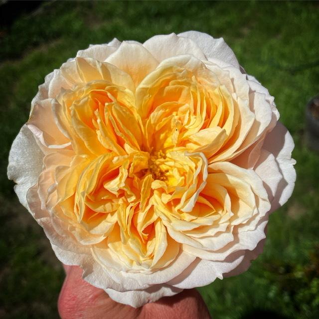 Photo of Rose (Rosa 'Ginger Syllabub') uploaded by DigbyDarling
