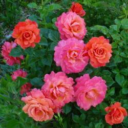 Location: Nora's Garden - Castlegar, B.C.
Date: 2021-06-14
- The changes from bright orange to a mellow pink, go well togeth
